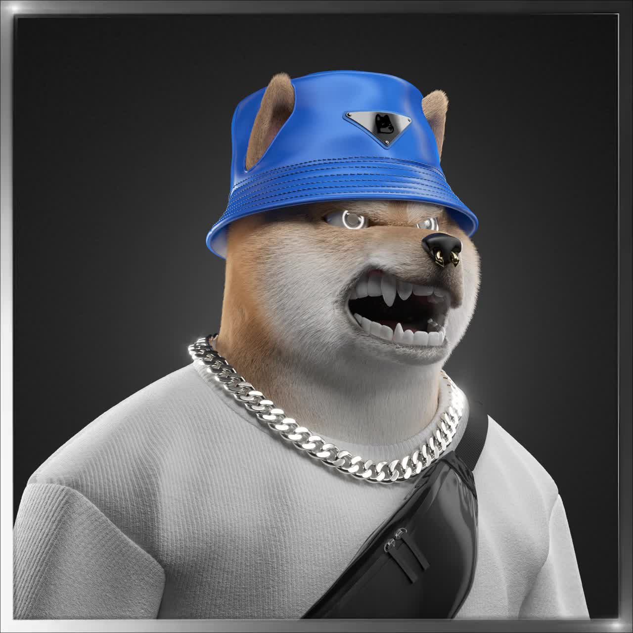 Shiba #556
