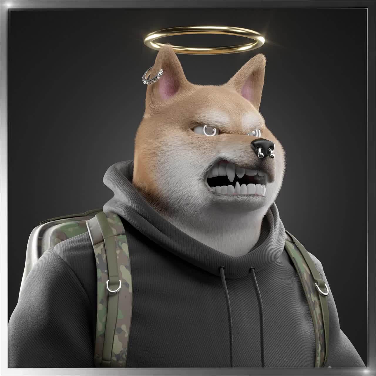 Shiba #4564