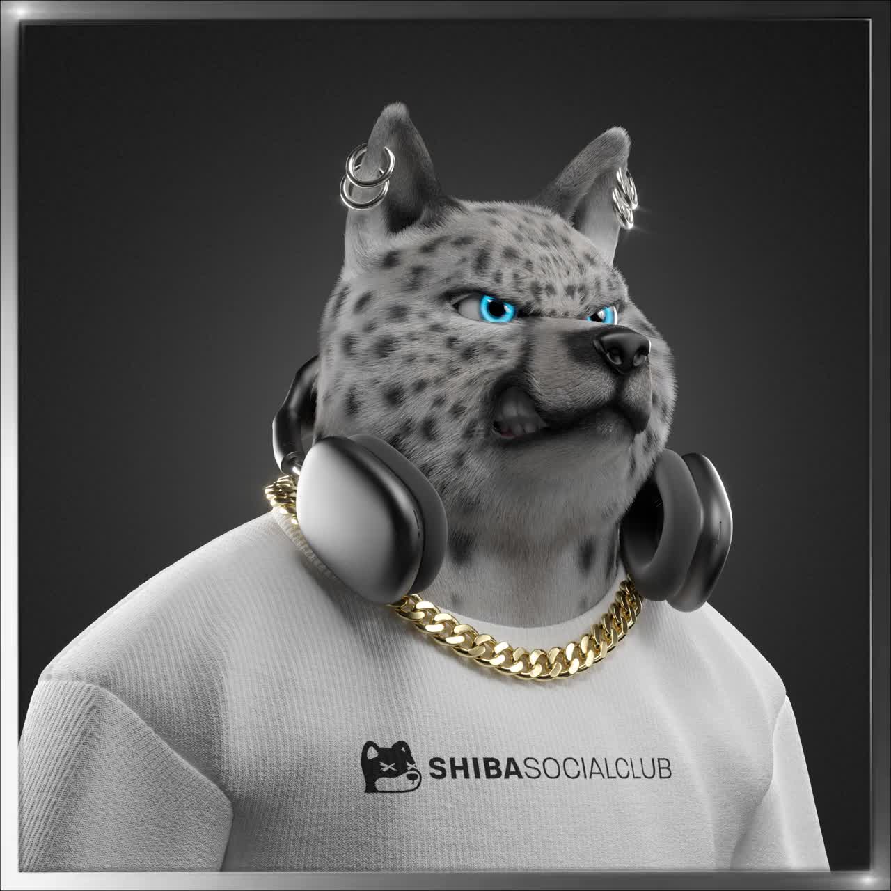 Shiba #5702
