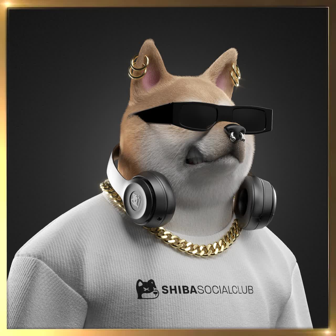 Shiba #2241