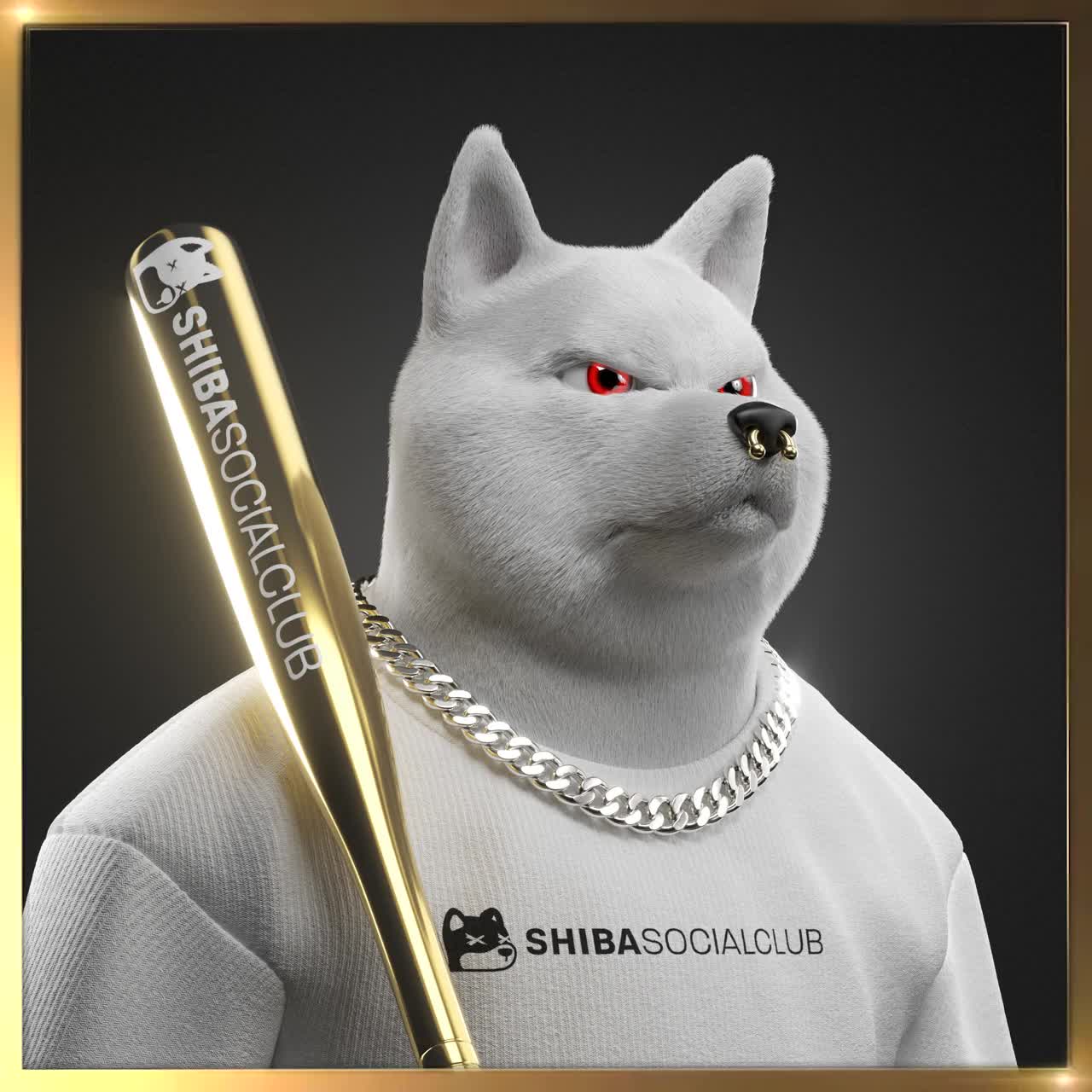Shiba #2661