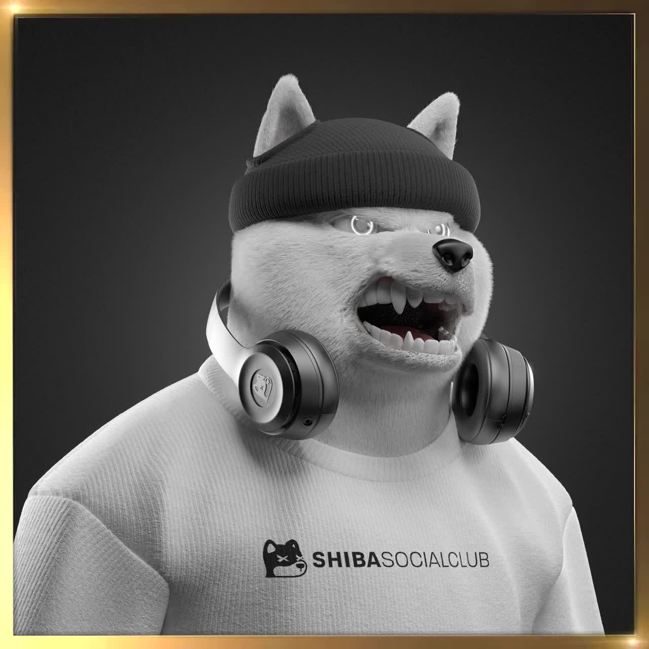 Shiba #2911