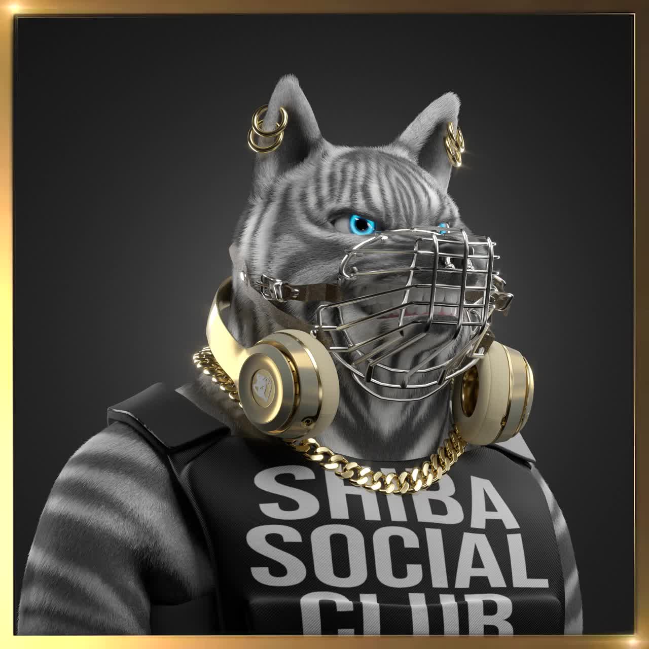Shiba #4184