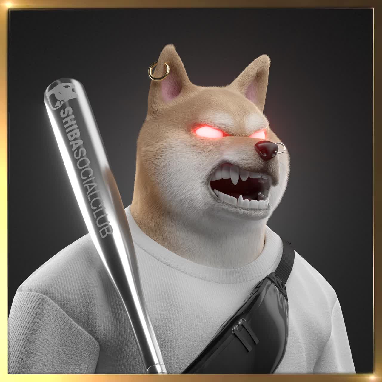 Shiba #4464