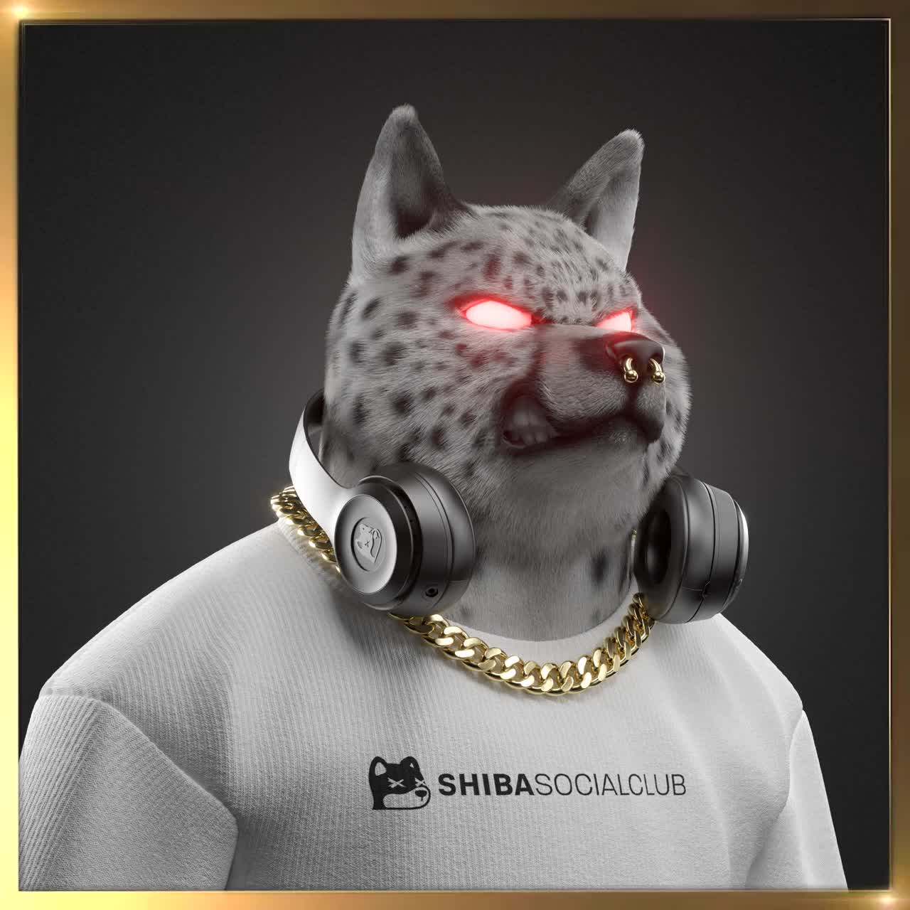 Shiba #5972