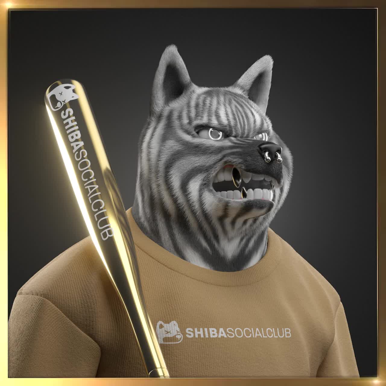 Shiba #6564