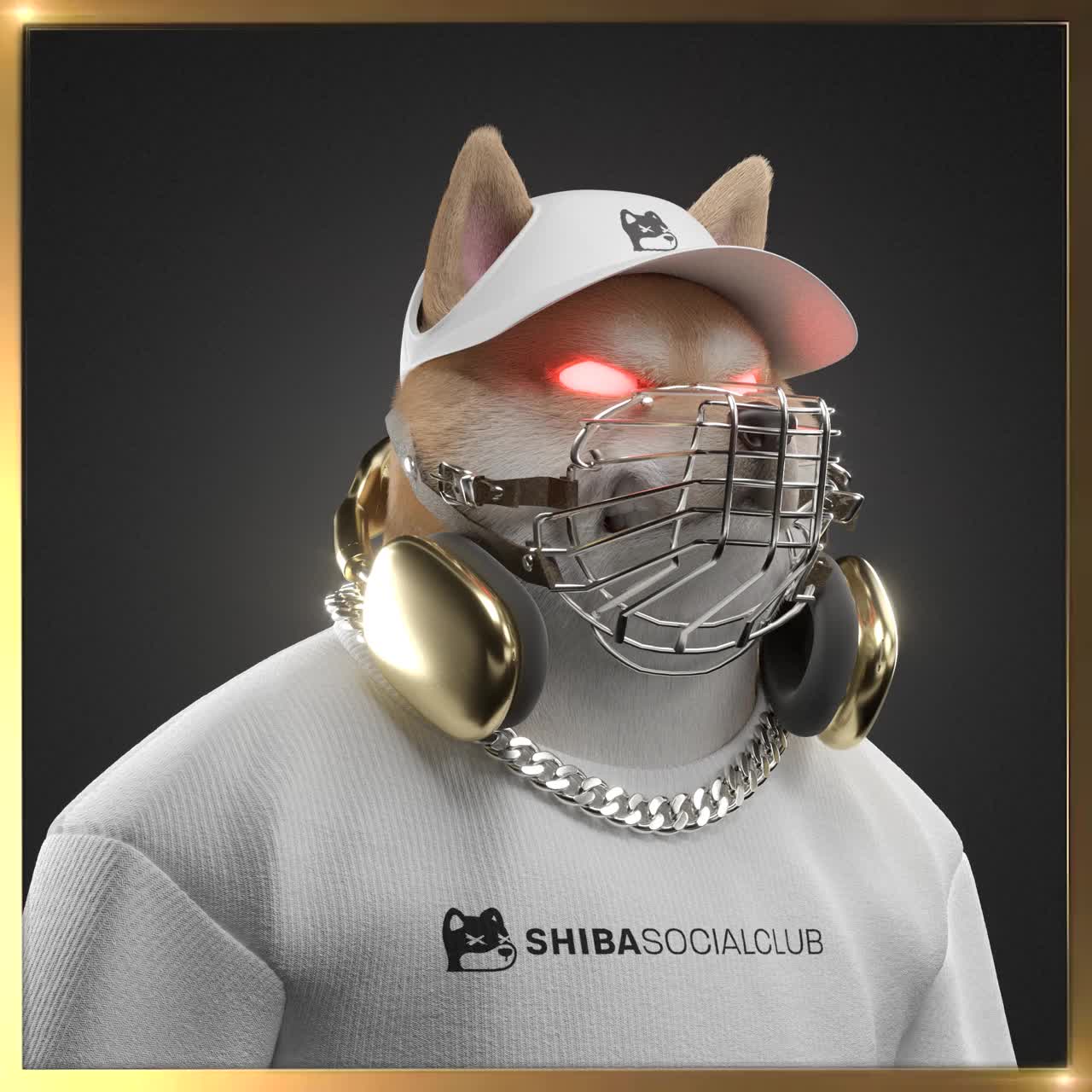 Shiba #6813
