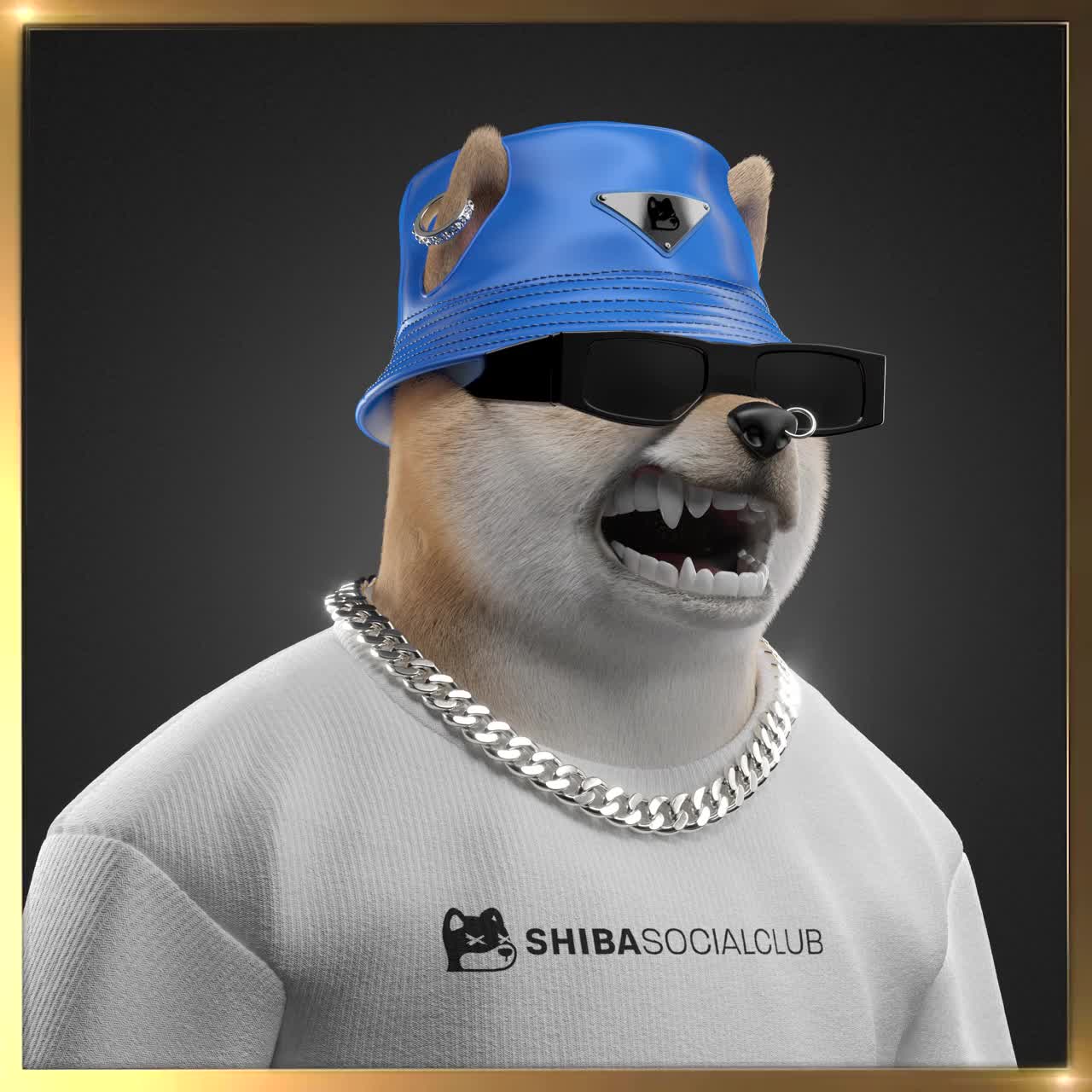 Shiba #7572